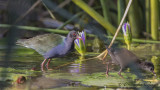Allens Gallinule - Porphyrio alleni - Küçük sazhorozu