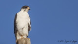 Augur Buzzard - Buteo augur