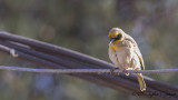 Baglafecht Weaver - Ploceus baglafecht