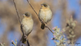Baglafecht Weaver - Ploceus baglafecht