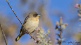 Baglafecht Weaver - Ploceus baglafecht