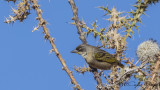 Baglafecht Weaver - Ploceus baglafecht