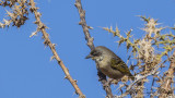 Baglafecht Weaver - Ploceus baglafecht