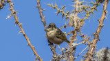 Baglafecht Weaver - Ploceus baglafecht