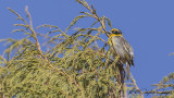 Baglafecht Weaver - Ploceus baglafecht