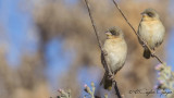 Baglafecht Weaver - Ploceus baglafecht