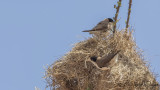 Black-capped Social Weaver - Pseudonigrita cabanisi