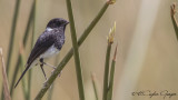 African Stonechat - Saxicola torquatus - Afrika taşkuşu