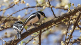 Western Black-headed Batis - Batis erlangeri