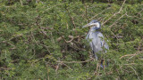 Black-headed Heron - Ardea melanocephala - Kara boyunlu balıkçıl