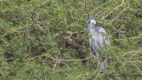 Black-headed Heron - Ardea melanocephala - Kara boyunlu balıkçıl