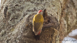 Eastern Grey Woodpecker - Dendropicos spodocephalus