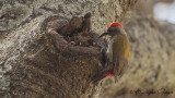 Eastern Grey Woodpecker - Dendropicos spodocephalus