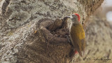 Eastern Grey Woodpecker - Dendropicos spodocephalus