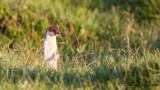 Least weasel - Mustela nivalis - Gelincik