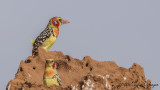 Red-and-yellow Barbet - Trachyphonus erythrocephalus