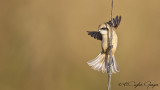 Eurasian Penduline Tit - Remiz pendulinus - Çulhakuşu