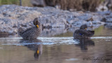 Yellow-billed Duck - Anas undulata - Sarı gagalı ördek