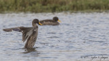 Yellow-billed Duck - Anas undulata - Sarı gagalı ördek