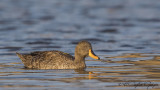 Yellow-billed Duck - Anas undulata - Sarı gagalı ördek