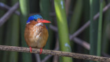 Malachite Kingfisher - Corythornis cristatus
