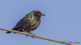 Greater Blue-eared Starling - Lamprotornis chalybaeus