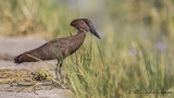 Hamerkop - Scopus umbretta - Çekiçgaga