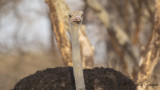Somali Ostrich - Struthio molybdophanes - Somali devekuşu