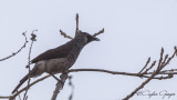 White-rumped Babbler - Turdoides leucopygia