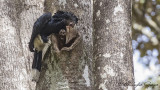 Silvery-cheeked Hornbill - Bycanistes brevis - Ak yanaklı boynuzgaga