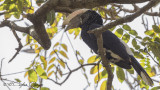 Silvery-cheeked Hornbill - Bycanistes brevis - Ak yanaklı boynuzgaga