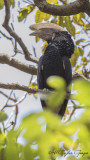 Silvery-cheeked Hornbill - Bycanistes brevis - Ak yanaklı boynuzgaga