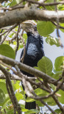 Silvery-cheeked Hornbill - Bycanistes brevis - Ak yanaklı boynuzgaga