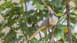 White-bellied Go-away-bird - Corythaixoides leucogaster