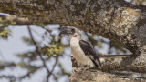 Von der Deckens Hornbill - Tockus deckeni - Kara gözlü boynuzgaga