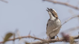 White-browed Sparrow-Weaver - Plocepasser mahali