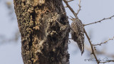 African Spotted Creeper - Salpornis salvadori