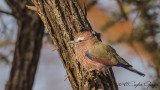 Purple Roller - Coracias naevius