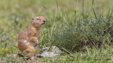 Anatolian Souslik-Ground Squirrel - Spermophilus xanthoprymnus - Gelengi-Anadolu Yersincabı