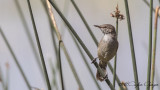 Lesser Swamp Warbler - Acrocephalus gracilirostris