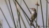 Lesser Swamp Warbler - Acrocephalus gracilirostris