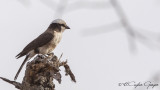 Northern White-crowned Shrike - Eurocephalus rueppelli