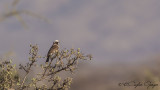 Northern White-crowned Shrike - Eurocephalus rueppelli