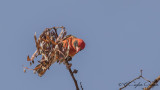 Red-headed Weaver - Anaplectes rubriceps