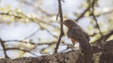 Red-throated Wryneck - Jynx ruficollis