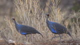 Vulturine Guineafowl - Acryllium vulturinum - Akbaba beçtavuğu