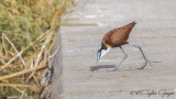 African Jacana - Actophilornis africanus - Afrika jakanası