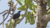 Red-winged Starling - Onychognathus morio