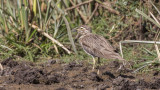 Senegal Thick-knee - Burhinus senegalensis - Nil kocagözü