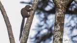 Gambian Sun Squirrel - Heliosciurus gambianus